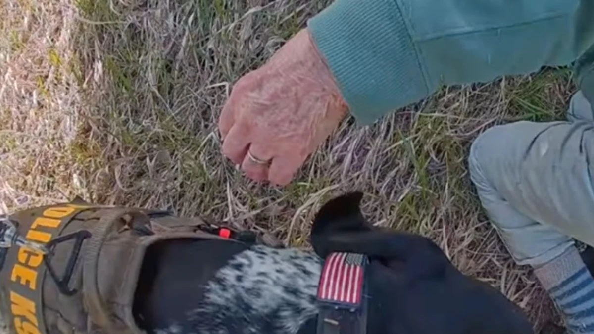 Vídeo: cachorro herói salva mulher de 85 anos que estava desaparecida