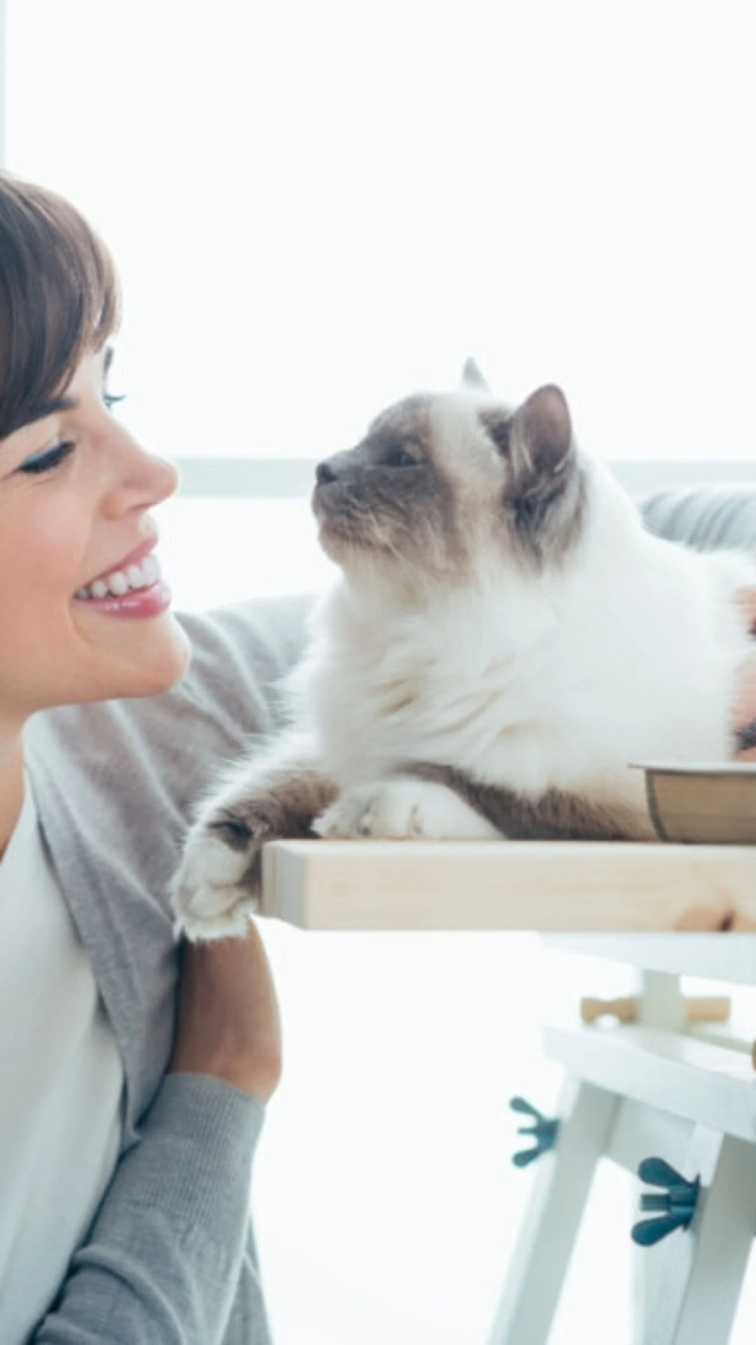 4 características do gato da raça birmanês