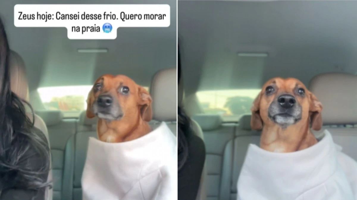 Cachorro caramelo 