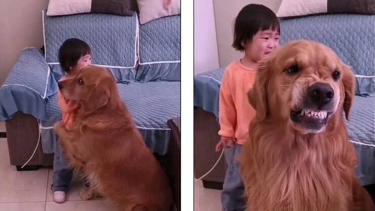 Mãe dá bronca em que criança e reação de golden é fofíssima; assista