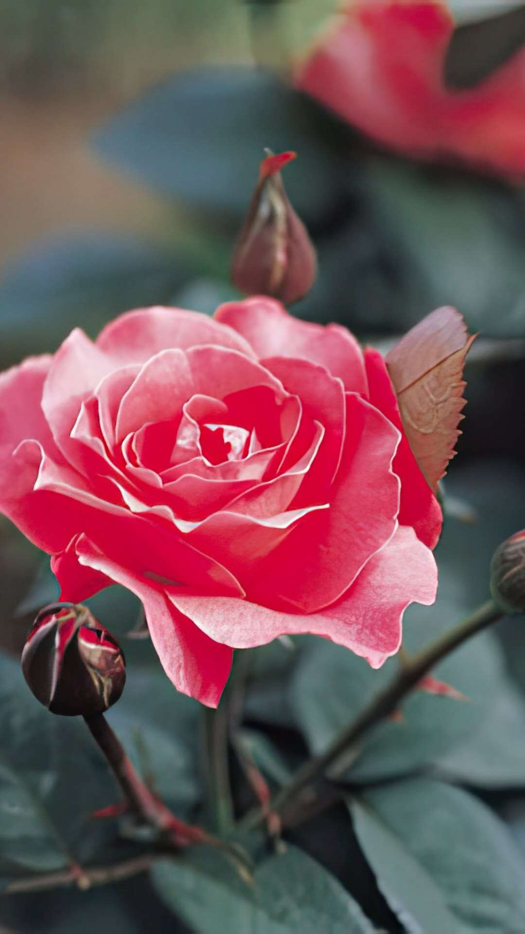 Rosas: charme e beleza o ano todo em seu jardim