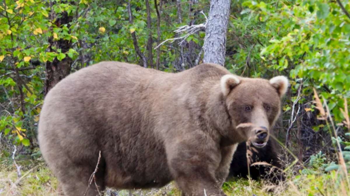 Urso acompanhado ao vivo ganha concurso ao derrotar gigante que matou seu filhote