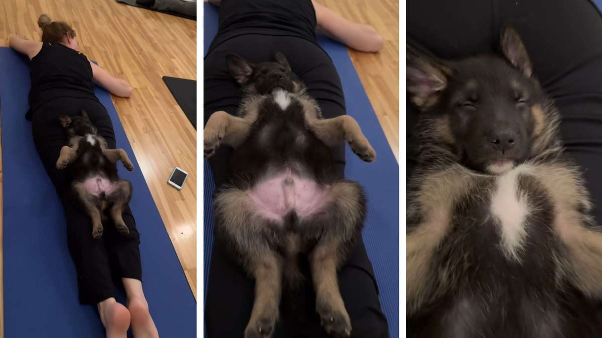 Cão vira sensação ao dormir durante aula de ioga com tutor