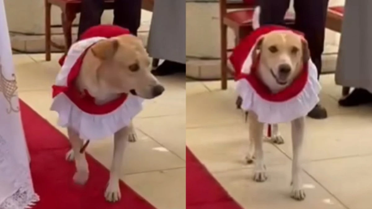Cão viraliza ao ser homenageado em igreja; assista
