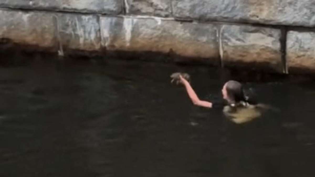 Mulher salta em rio durante celebração de Independência dos EUA para salvar coelho; vídeo