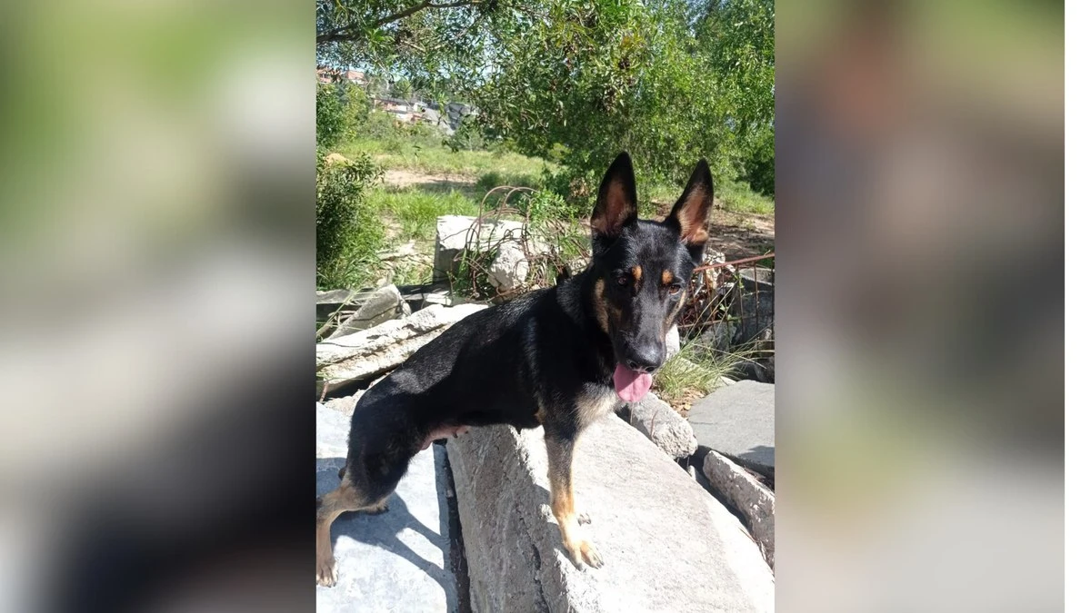 Cães heróis: os bastidores do trabalho dos bombeiros caninos