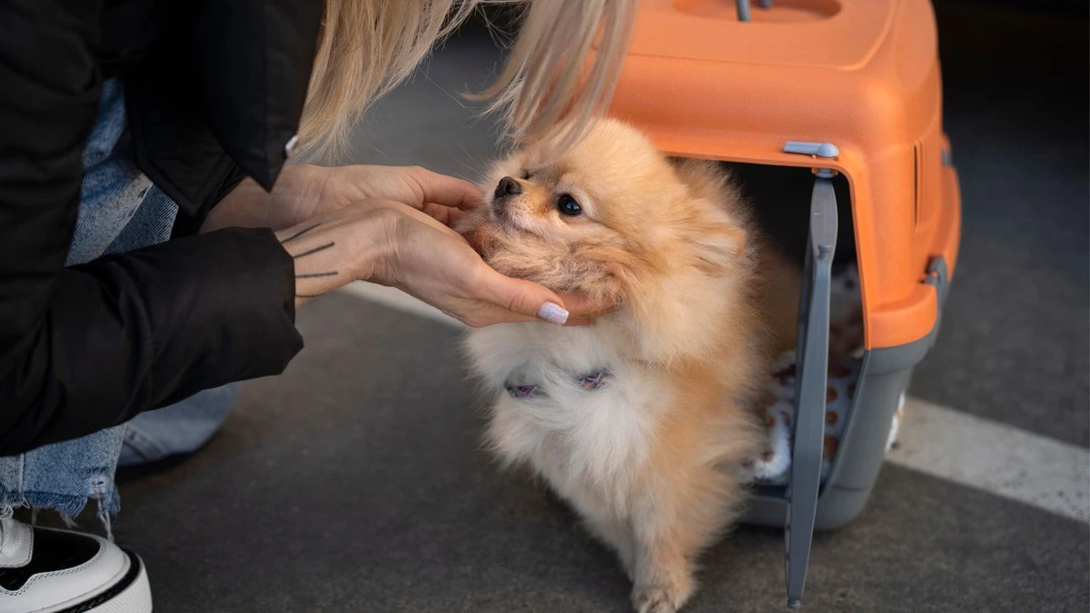 Fato ou fake: sedar pets é a melhor forma de reduzir o estresse?