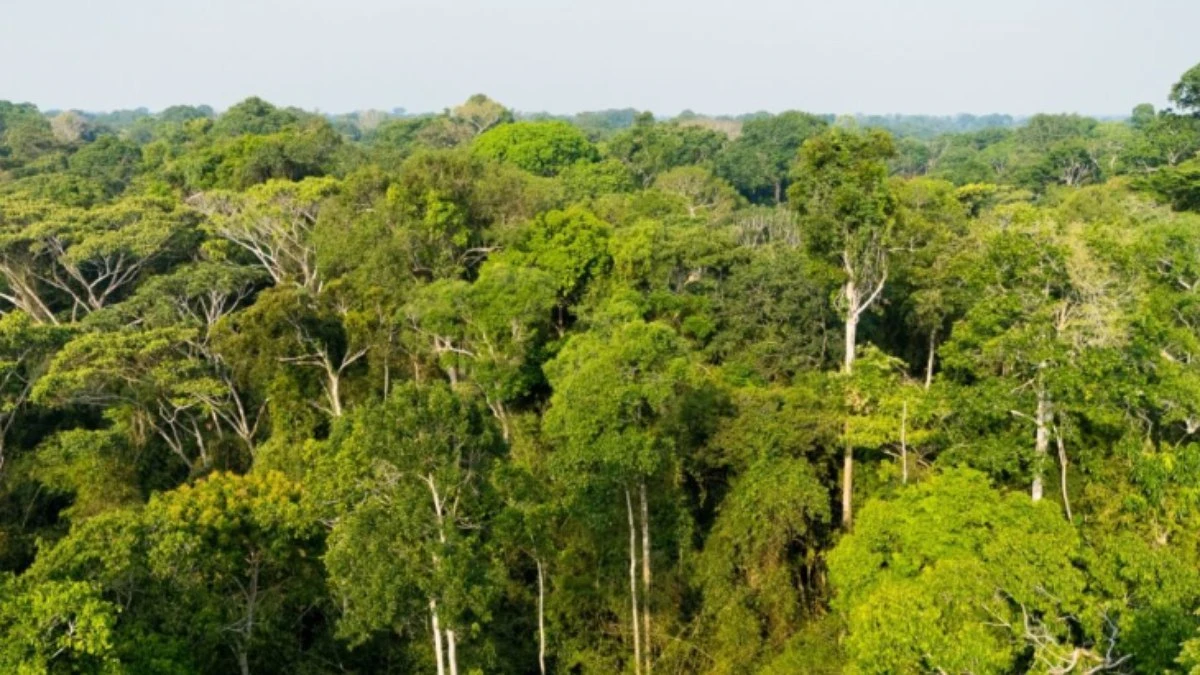 Acre registra queda de mais de 40% no desmatamento em 2025