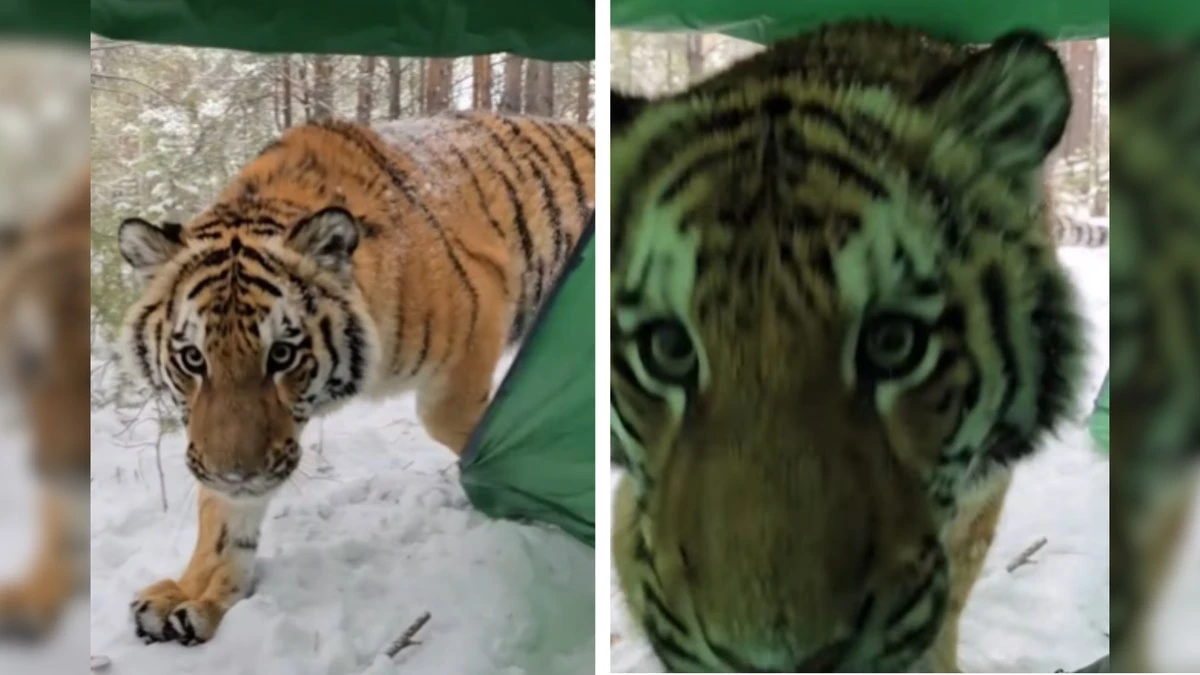 Vídeo de tigre invadindo cabana viraliza na web: 