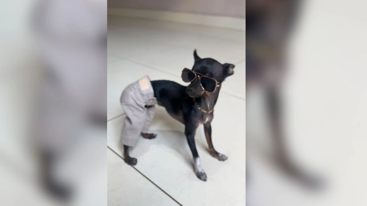 Pinscher viraliza com look ousado: 