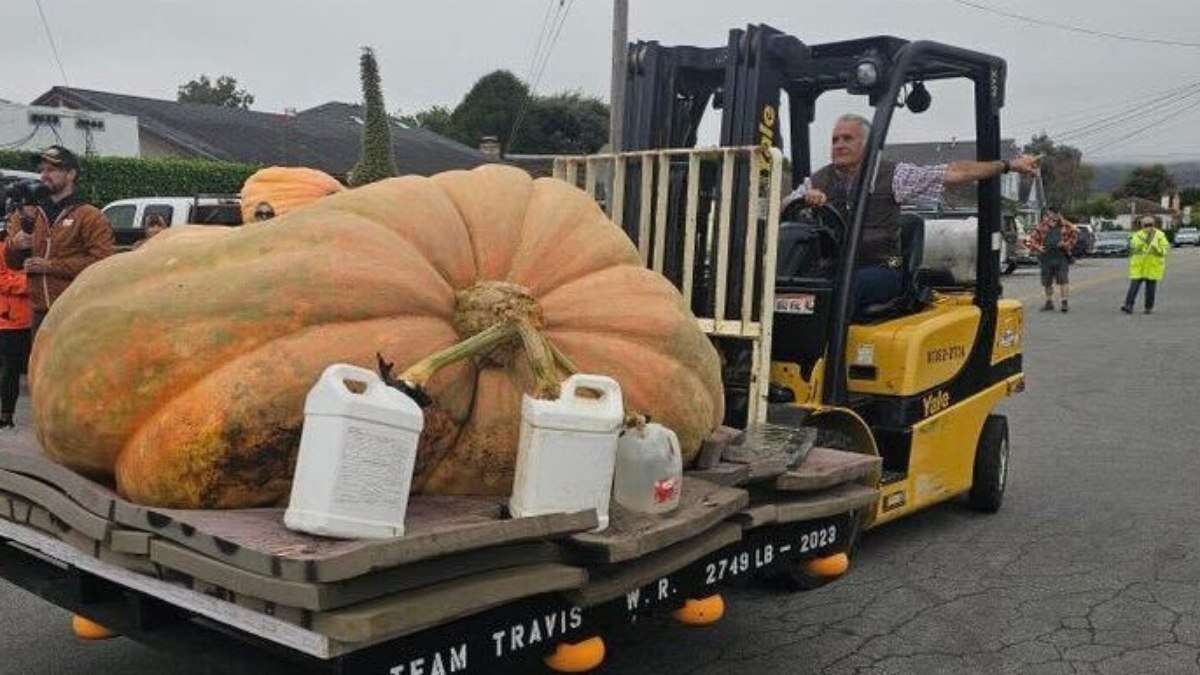 Professor
vence competição com abóbora gigante de 1.121kg na Califórnia