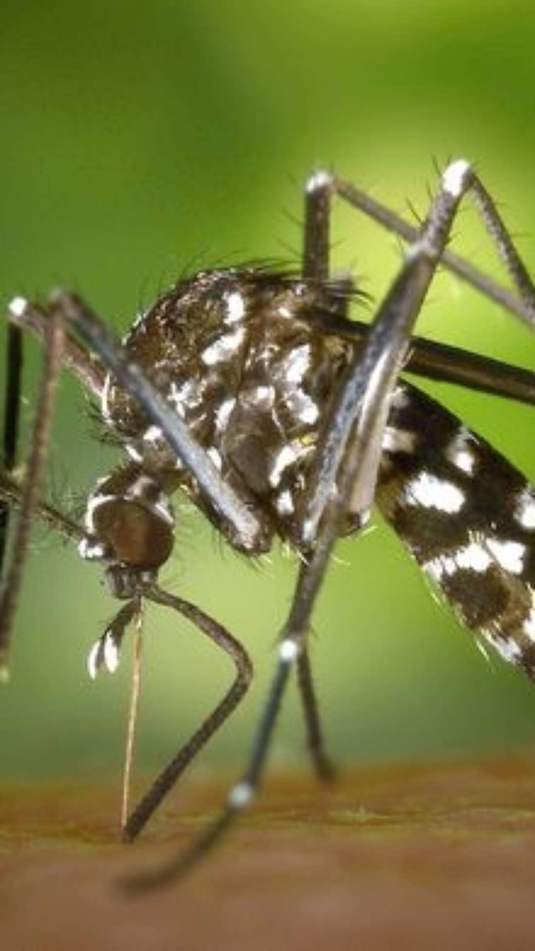 Chikungunya infecta vários órgãos antes de levar à morte