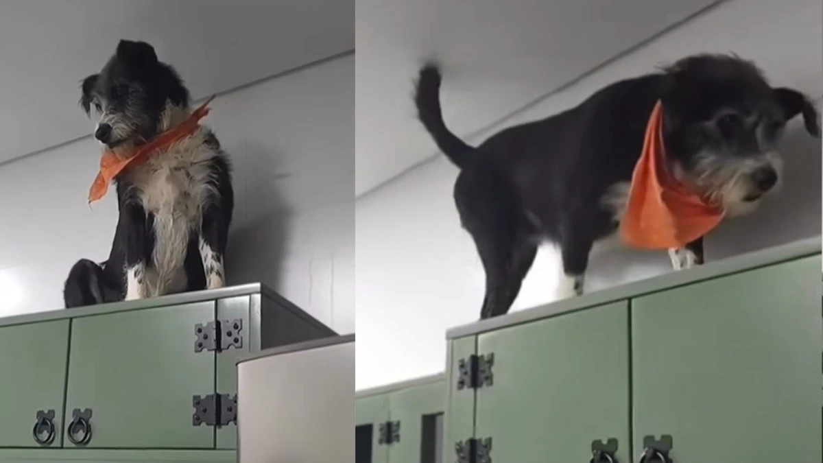 Cadela resgatada age como gato e anda sobre armários