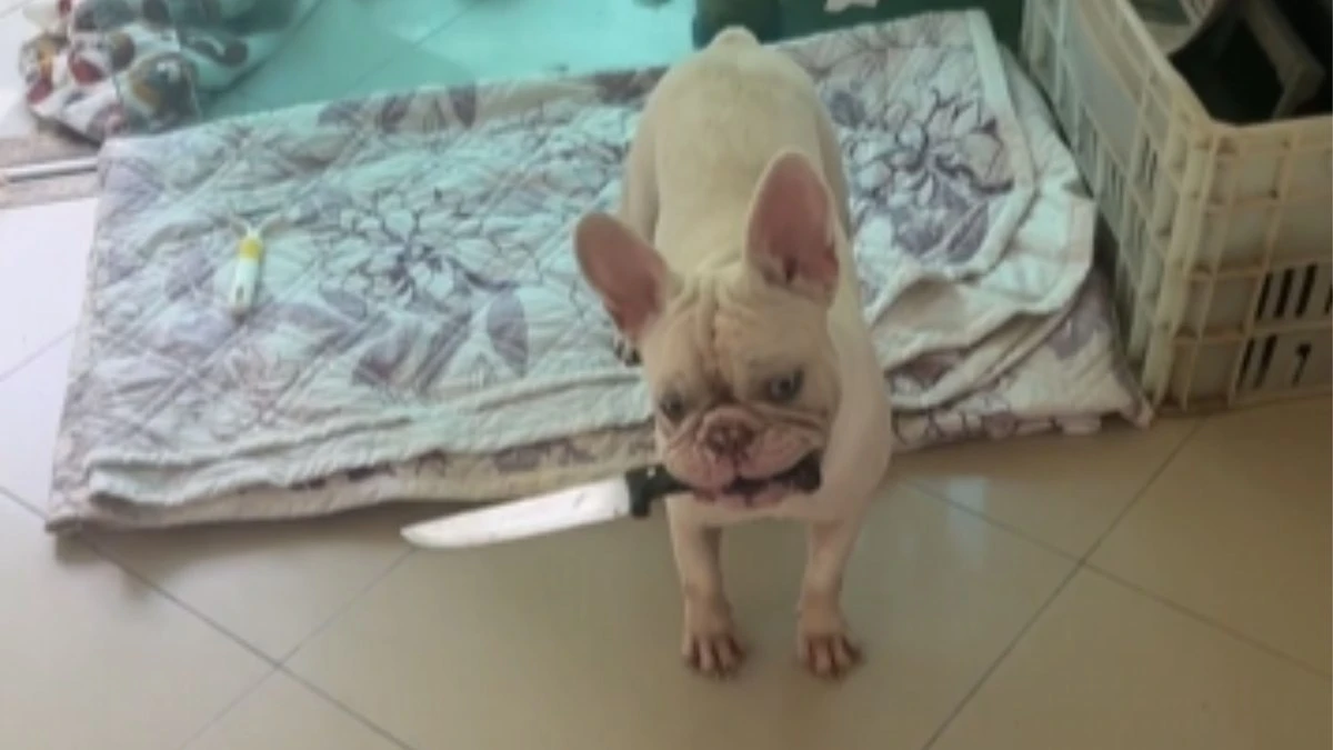 Cachorro testa coração da dona ao fugir com faca na boca