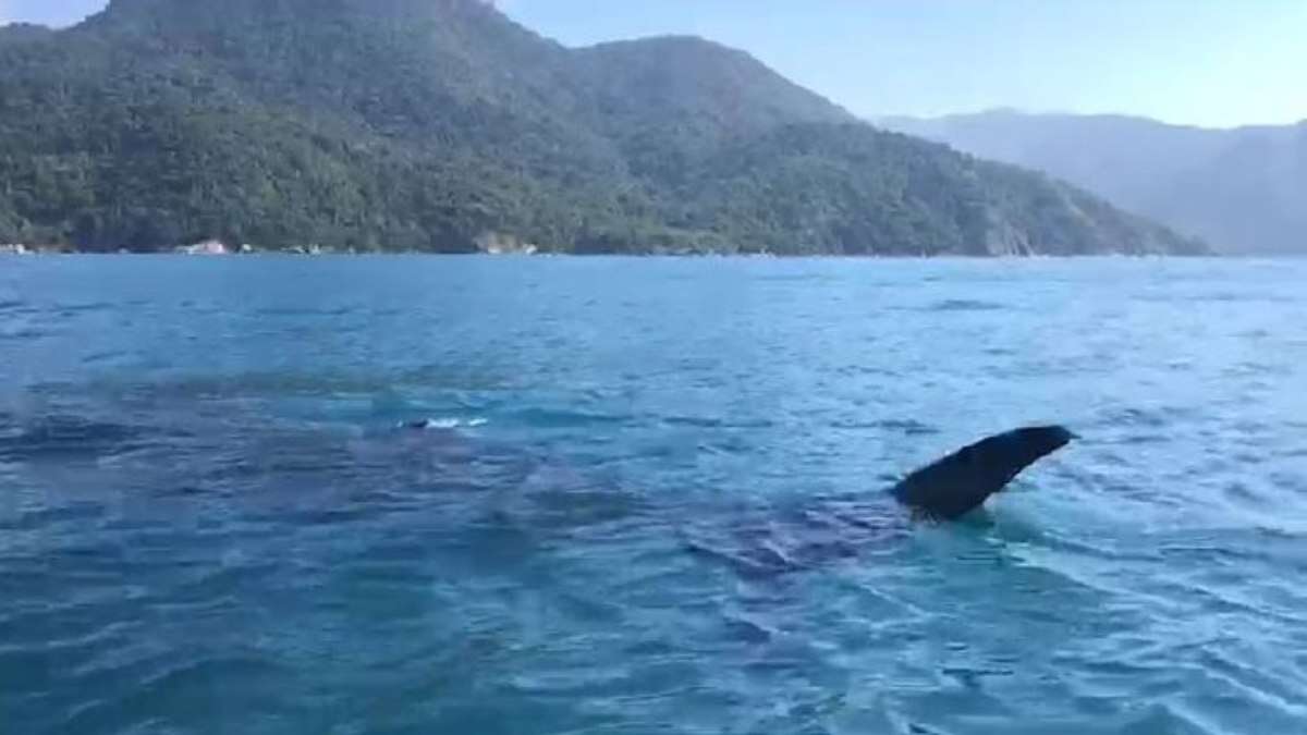 Cresce o número de tubarões no litoral paulista; veja vídeos