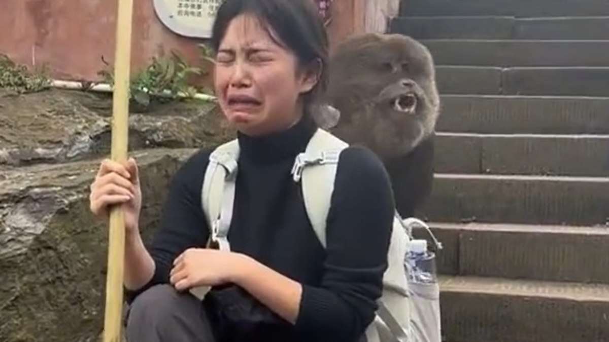 Mulher
cai no choro ao ser “revistada” por grande macaco em ponto turístico na China