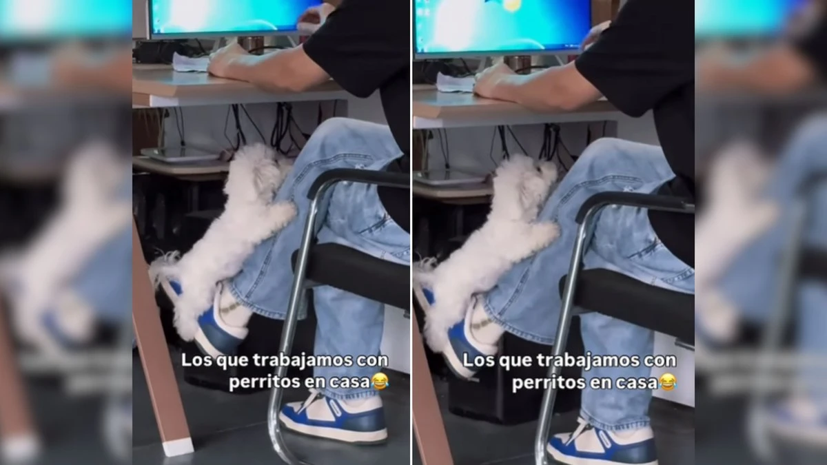Cão é flagrado descansando em perna de tutor e web se derrete