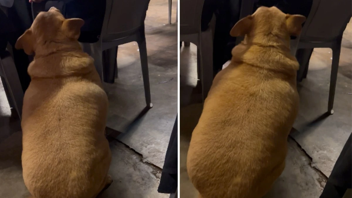 Cachorro gordinho pede comida de mesa em mesa em lanchonete