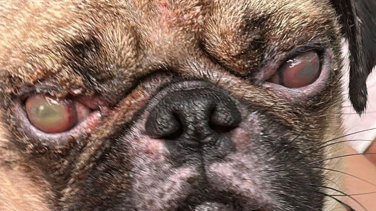 Técnica com pele de tilápia trata feridas na córnea em cães; veja