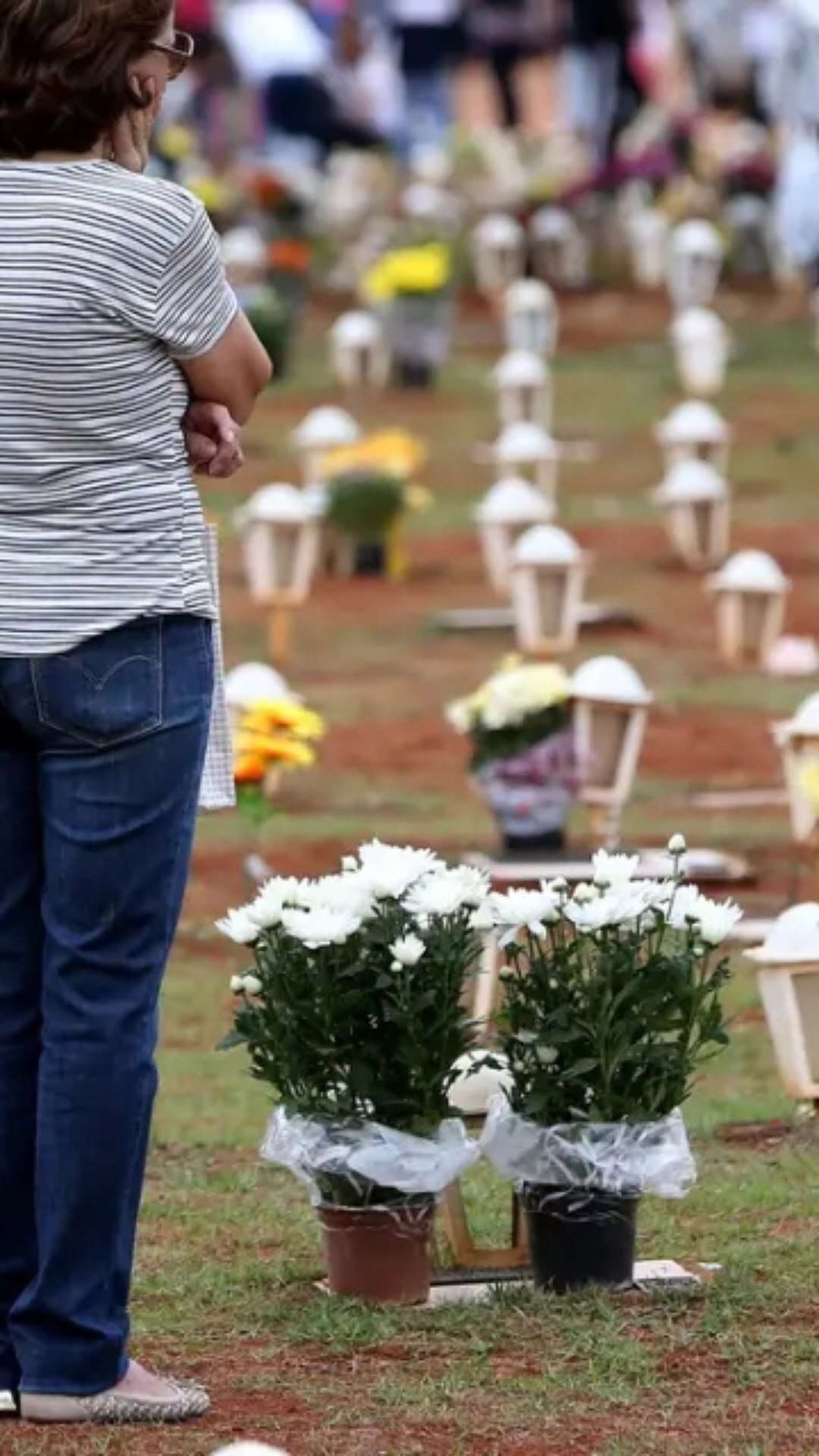 Dia de finados: comércio de flores e velas no DF espera crescimento de 5,6%