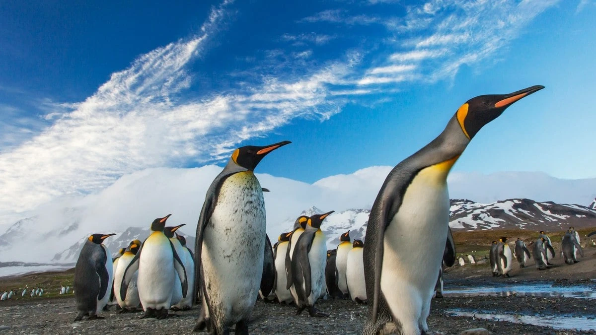 Colônias de pinguins-imperadores perdem todos os filhotes