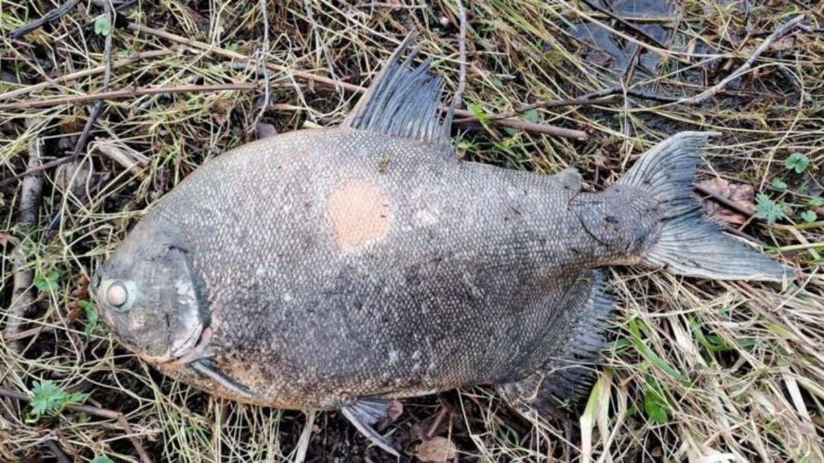 Peixe da Amazônia é encontrado em lago na Irlanda e intriga cientistas