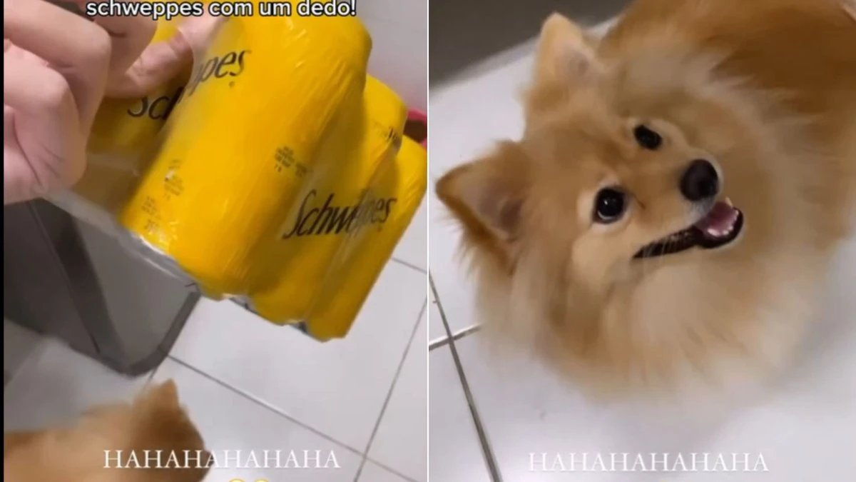 Cão cria tática para furtar engradado de refrigerante de tutora