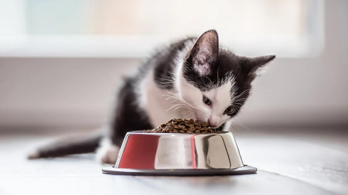Saúde do intestino influencia o bem-estar de cães e gatos