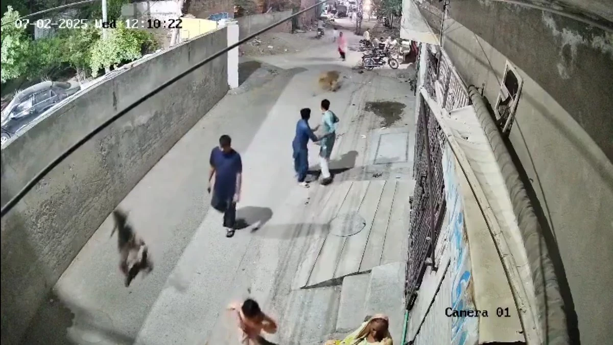 Donos de leão que fugiu e atacou pessoas na rua são presos