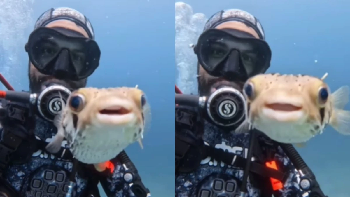 Baiacu-de-espinho viraliza ao 'posar' para selfie com mergulhador