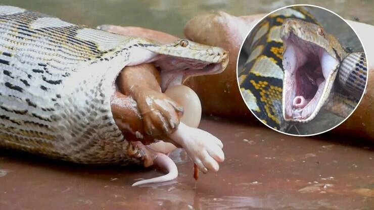 Cobra monstruosa regurgita filhotes de cachorro; assista