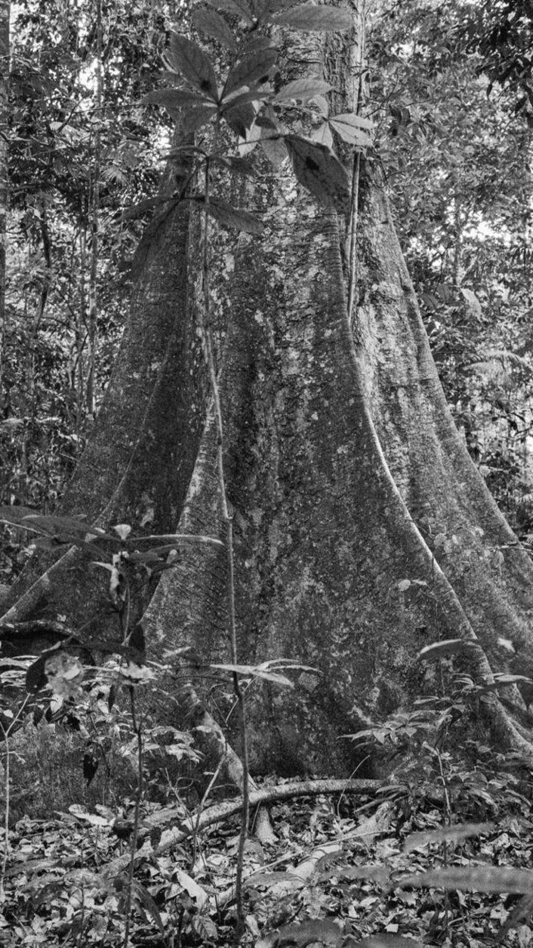 Exposição fotográfica de Adriana Bittar promete uma viagem à biodiversidade brasileira