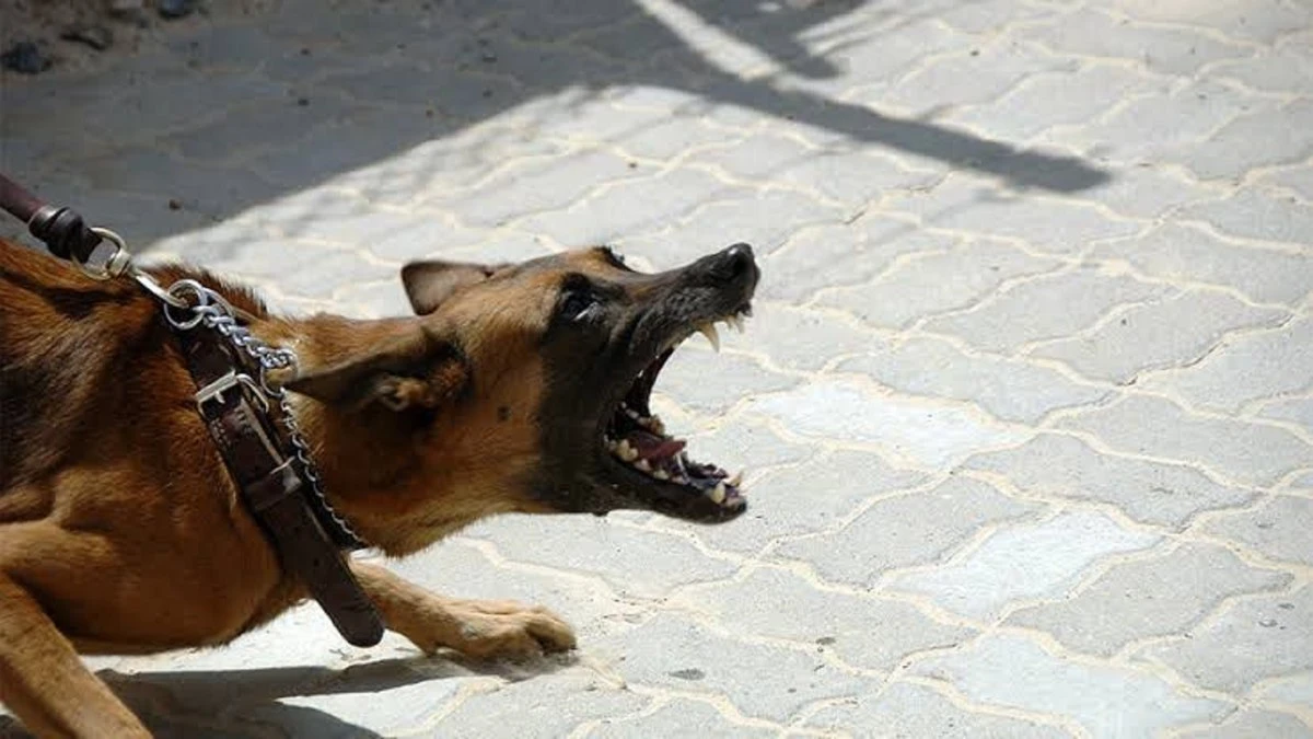 Mês do cachorro louco reforça cuidado contra a raiva