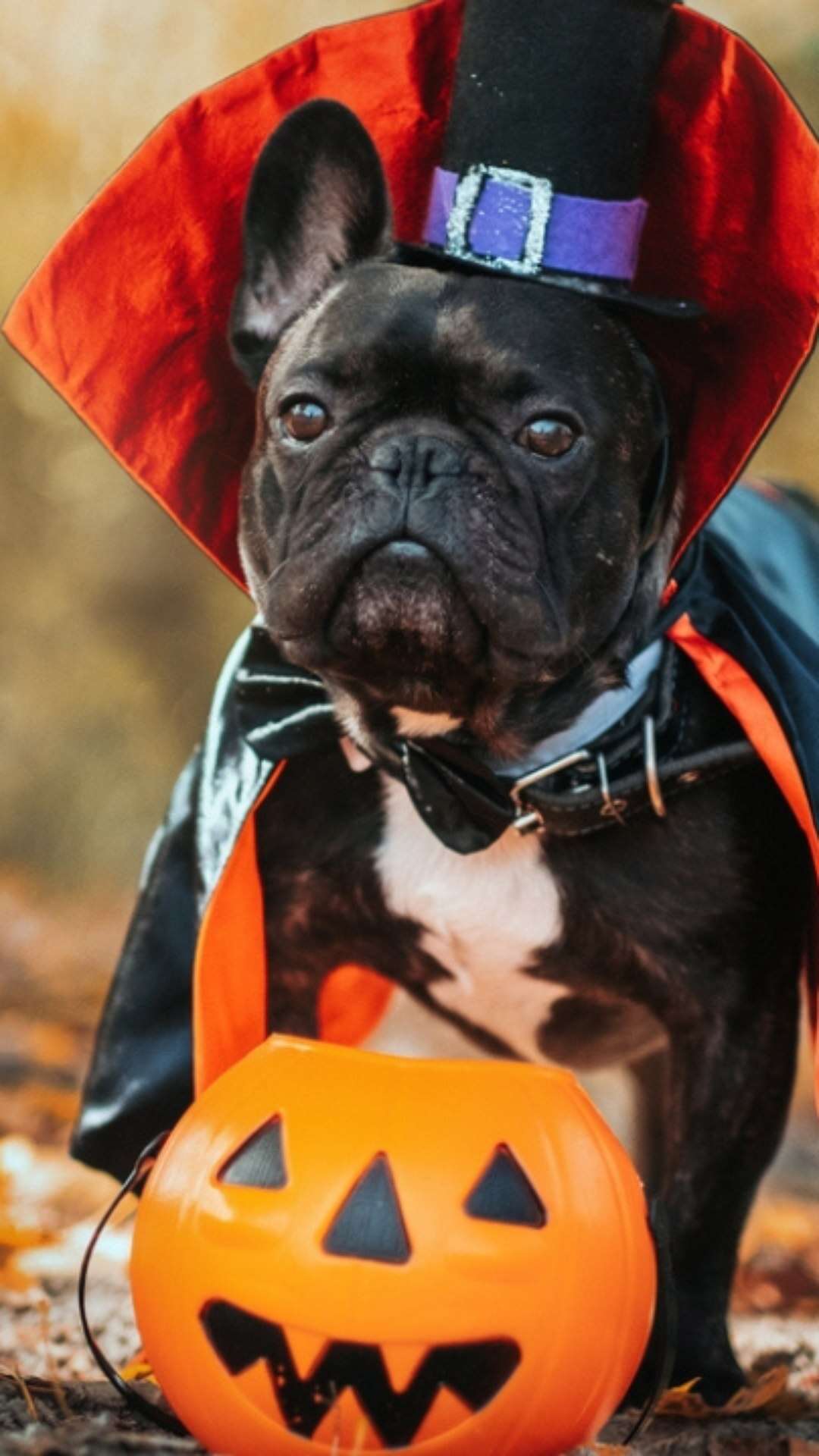 Petiscos ou travessuras: 4 dicas para fantasiar seu pet com conforto no Halloween