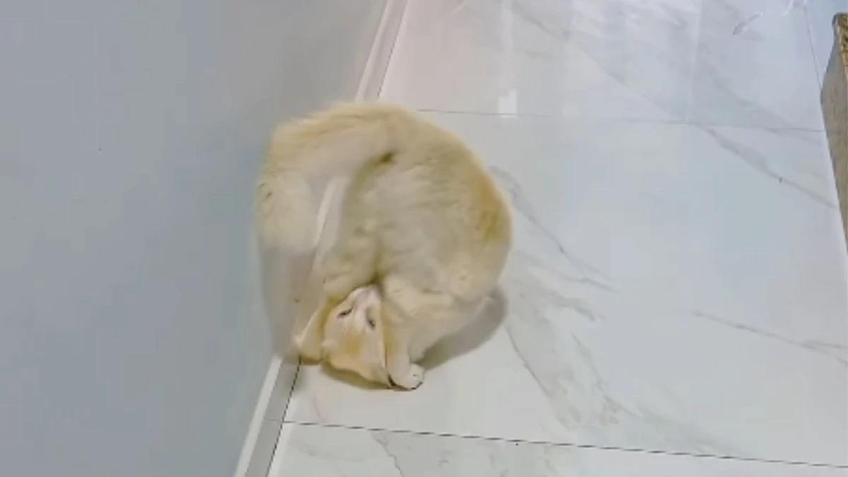 Gato mostra habilidade ao fazer cambalhota após comando do tutor