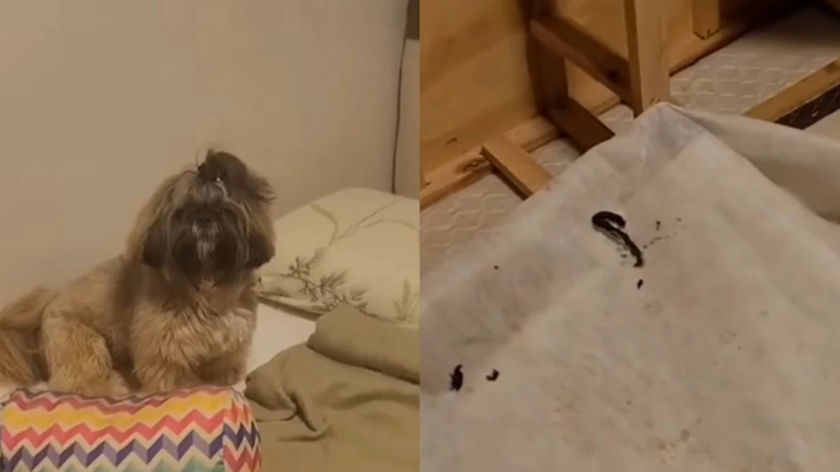 Mistério fedorento: shih tzu faz cocô em lugar improvável