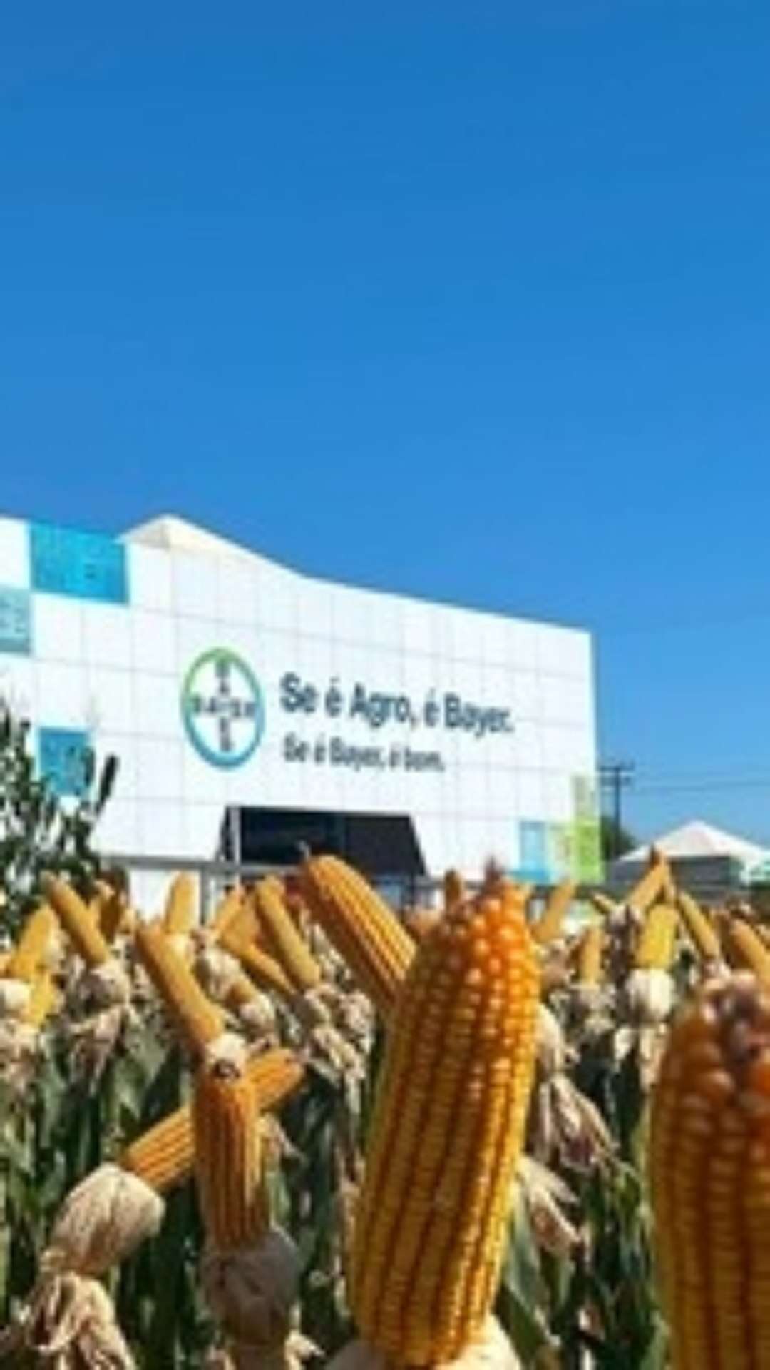 Bayer inova com soluções de proteção de cultivos e sementes de ponta no Show Rural Coopavel