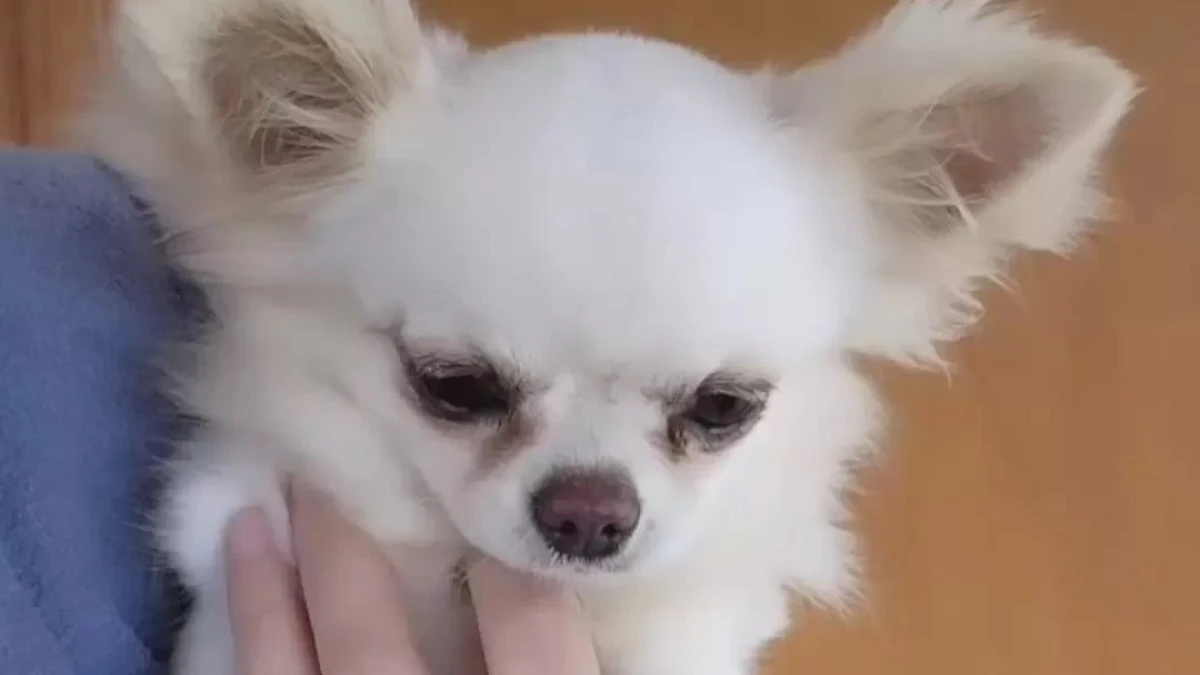 Cães da raça chihuahua eram
maltratados em residência nos EUA