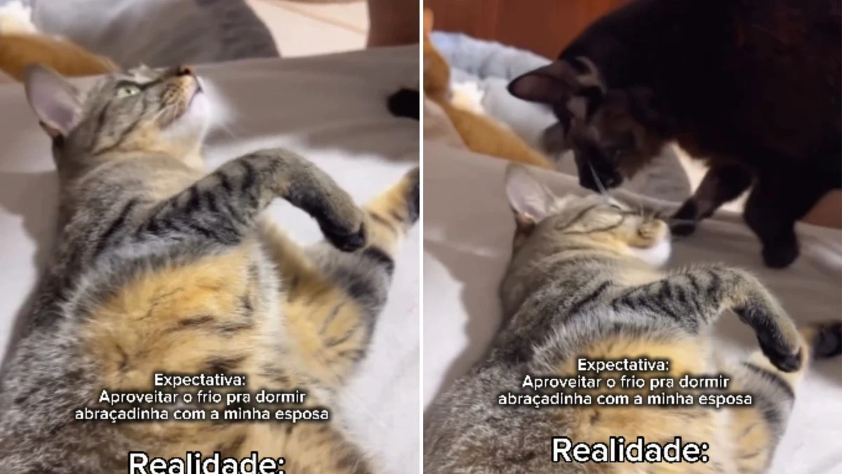 Gatos invadem cama e acabam com planos românticos de casal