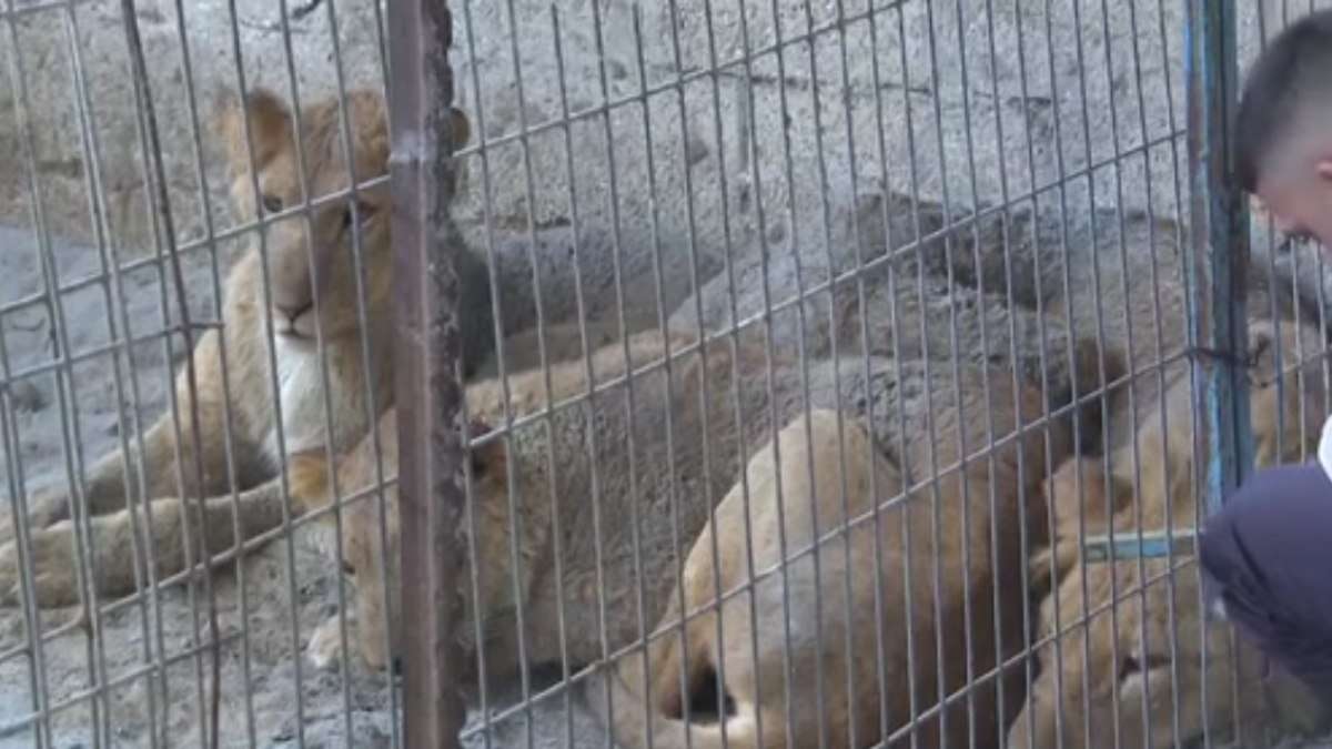 Gaza: leões são abandonados em zoológico em meio à ofensiva de Israel