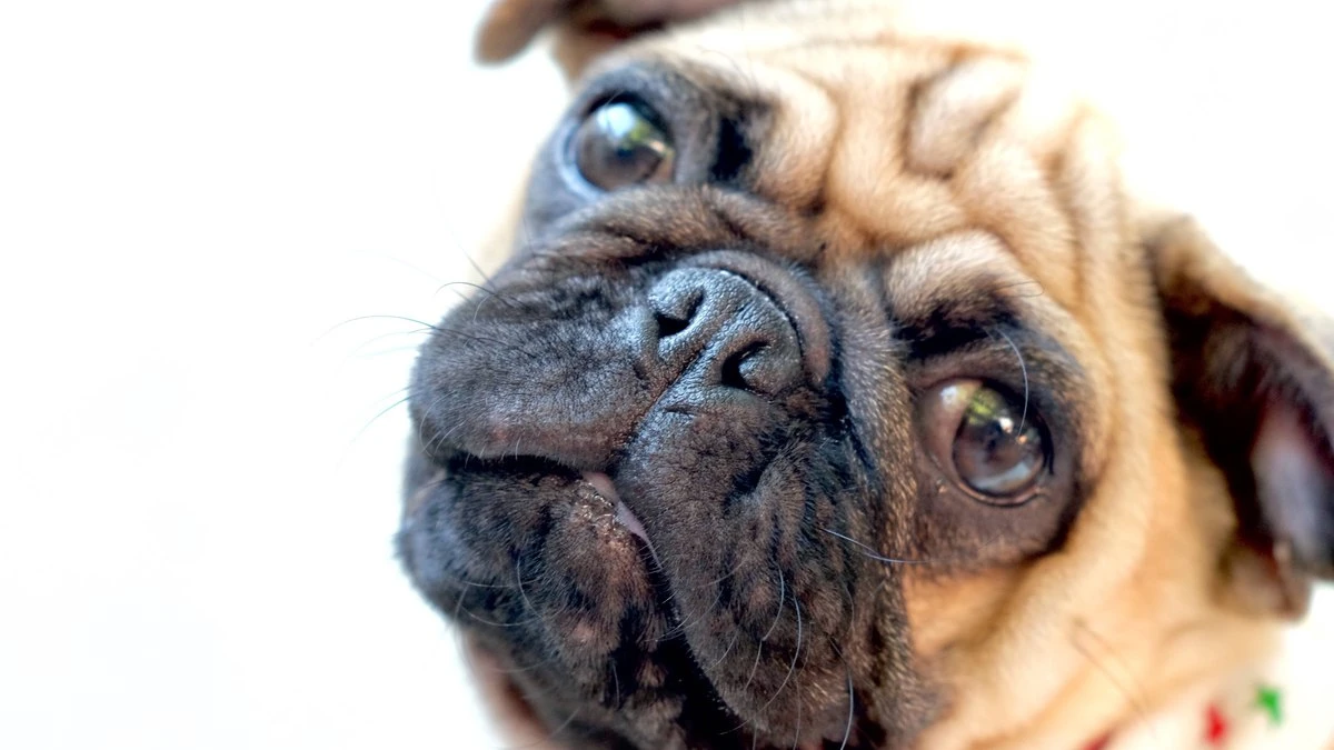Cães de ‘focinho achatado’: como cuidar dos braquicefálicos?