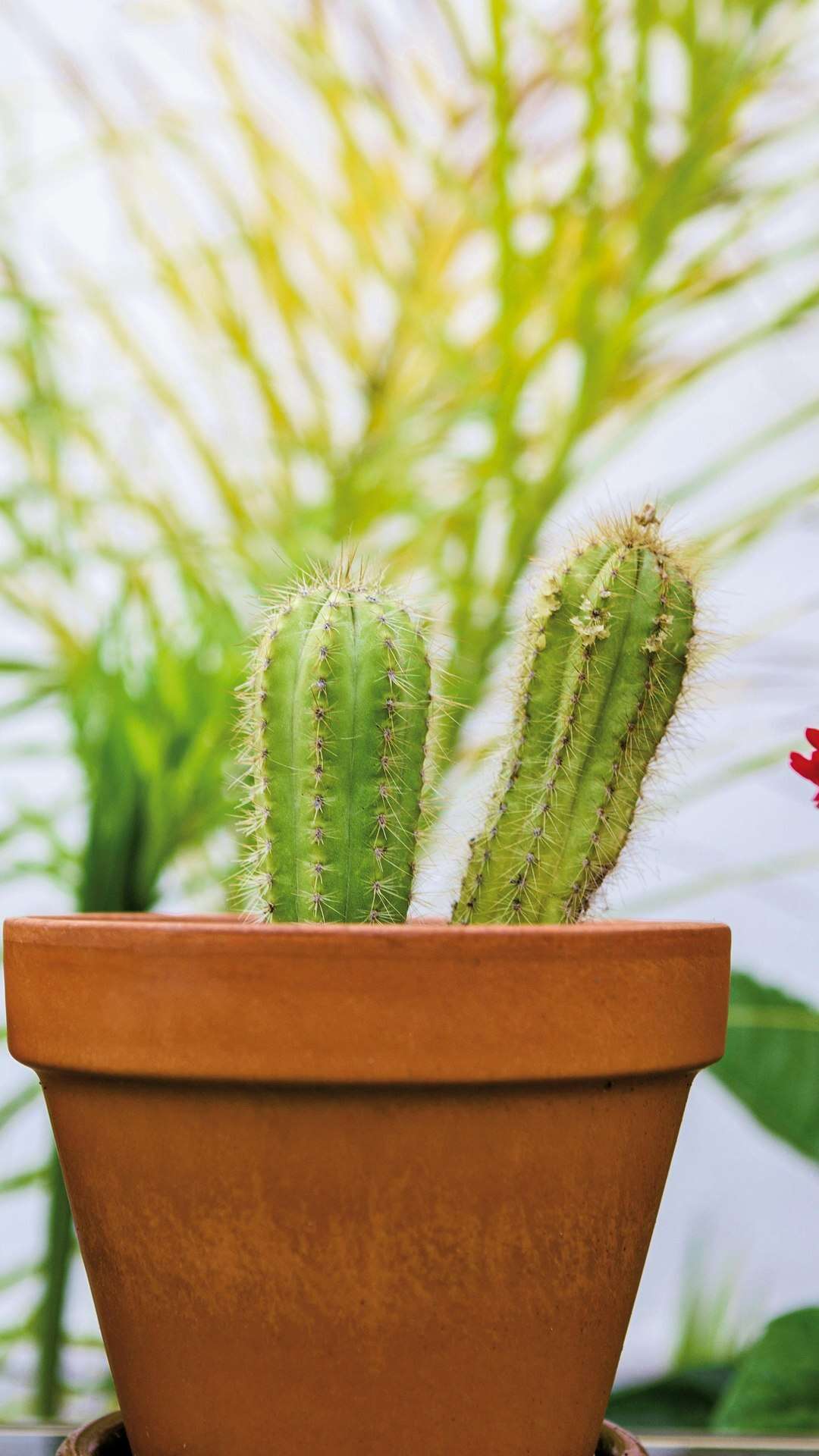 8 jeitos de dar uma cara nova aos seus vasos e cachepots