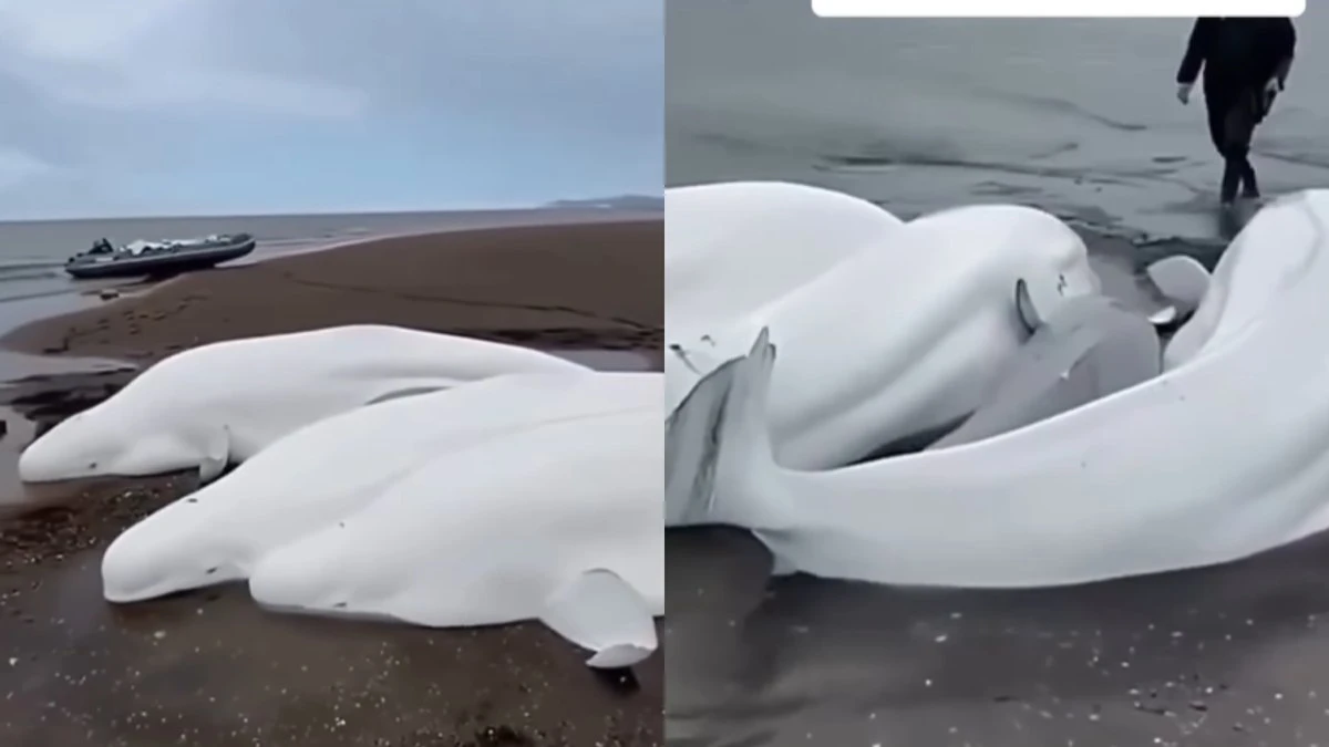 Pescadores salvam cinco baleias-beluga encalhadas na costa