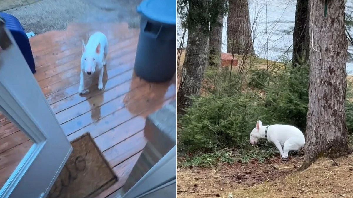 Cachorro viraliza após fugir de trovão durante momento íntimo
