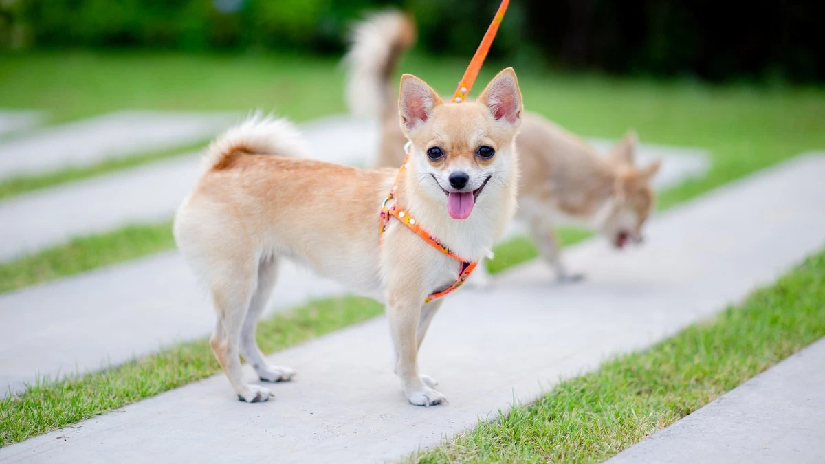 Além do hotel: tendência aposta em instintos naturais dos cães