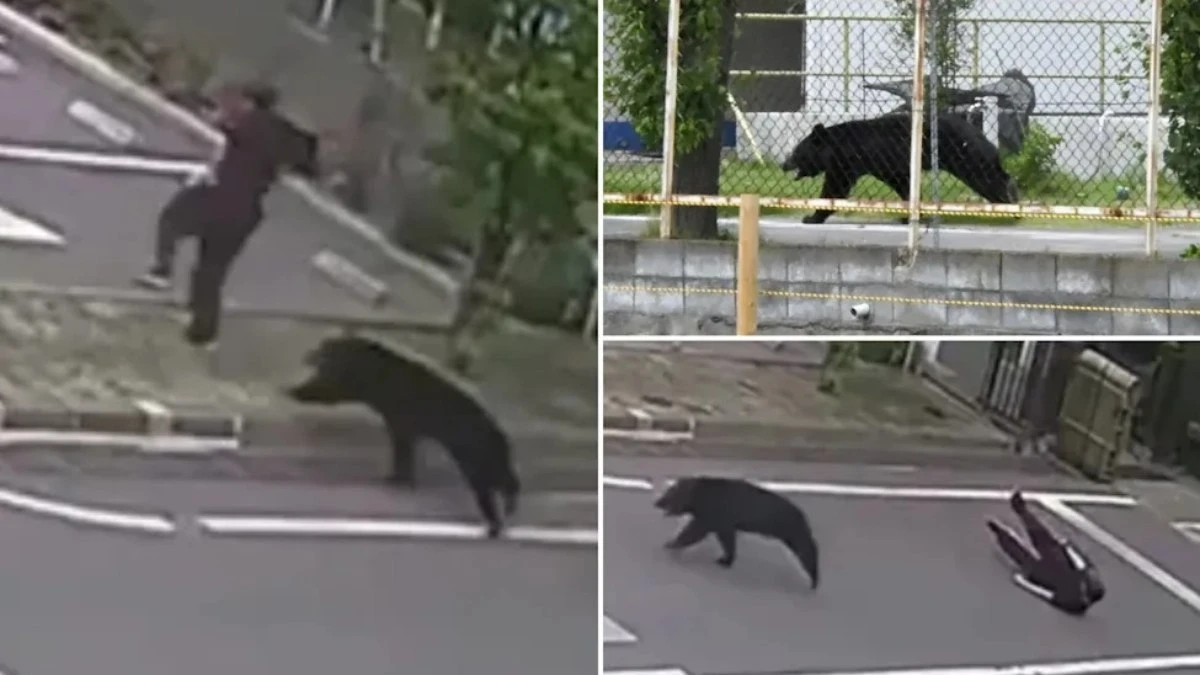 VÍDEO: urso invade área industrial e ataca homem