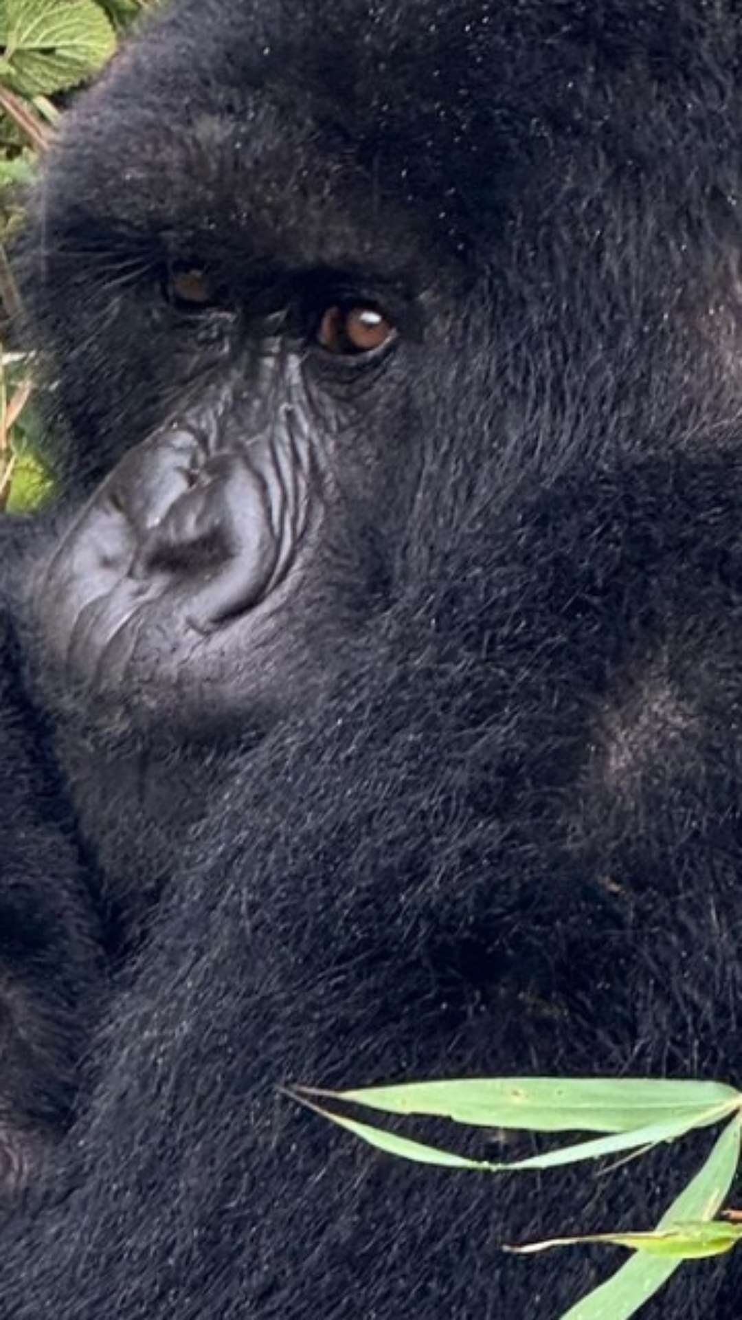 Gorilla trekking: conheça o passeio para observar gorilas na África