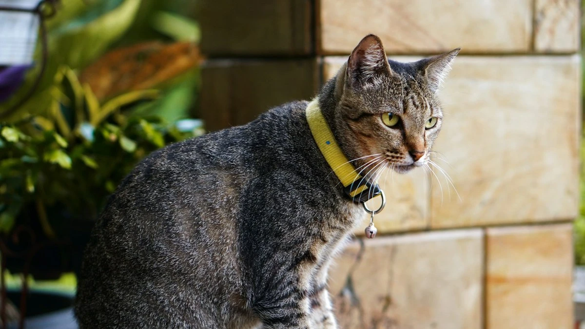 8 formas de os gatos demonstrarem carinho sem miar