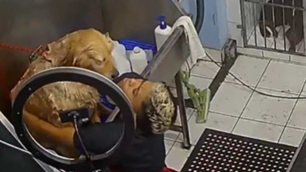 Cachorro ignora show dramático em banho e vídeo viraliza
