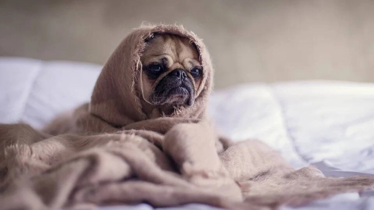 Esfriou? Veja como o frio pode mudar o jeito dos cães